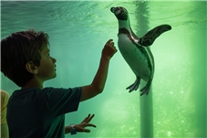 Vouchers Wildlands Volwassene 10+