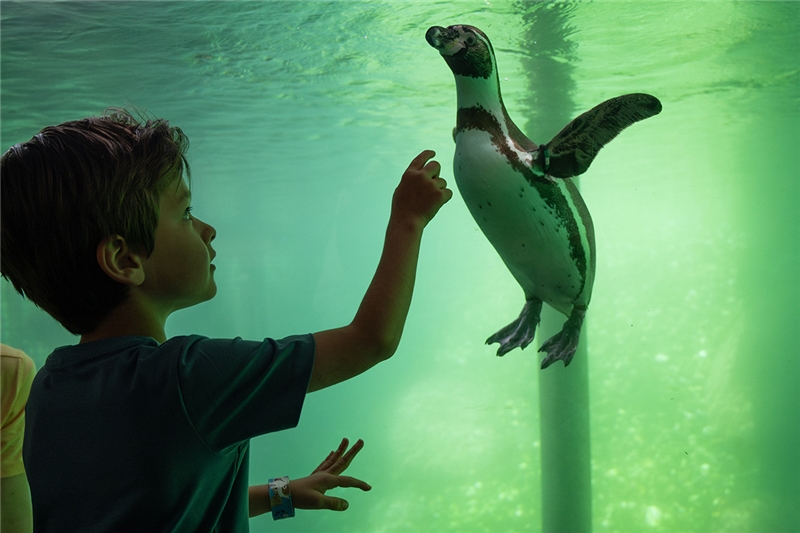 Vouchers Wildlands Volwassene 10+